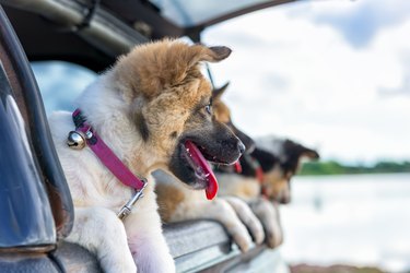 Litter of Puppies in pickup.