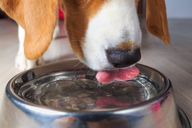 Beagle dog drinking water from stainless steel bowl