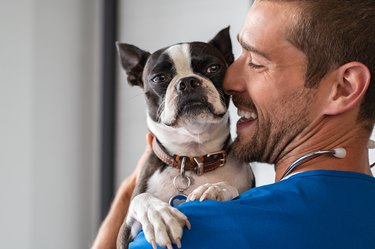 Veterinarian cuddling a Boston terrier