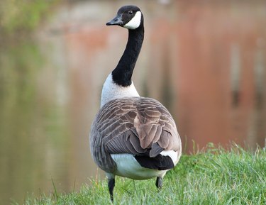 Canada goose top female