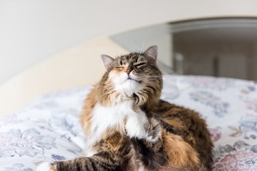 Closeup portrait of calico maine coon cat sitting lying on bed scratching neck using hind legs, closed eyes funny, in bedroom