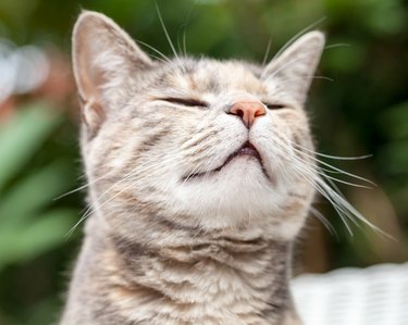 Tortoiseshell Tabby Cat Smelling the Wind