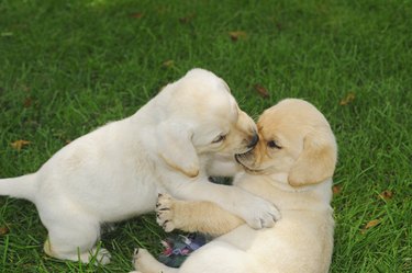 Two labrador retriever puppies wrestling and playing on green lush grass