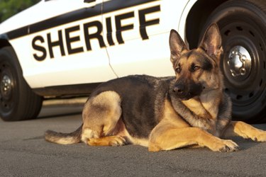 how much does it cost to train a k9 dog