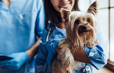 Doctor veterinarian at clinic