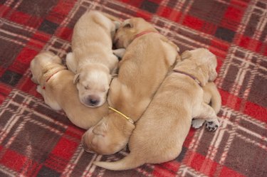 Golden Retriever Puppies Sleeping