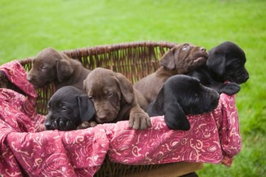 Basket of puppies outside