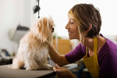 Woman grooming a small dog