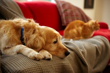 Dog and cat on couch