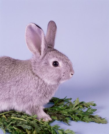 Portrait of a rabbit with carrot greens