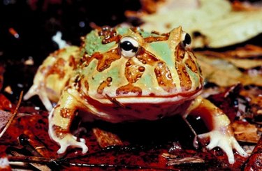 Pacman frog best sale food list