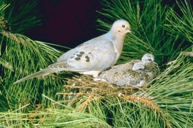 Two mourning doves perched on a pine tree branch