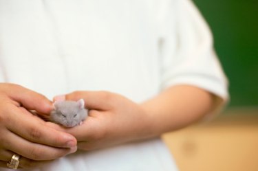Person holding hamster