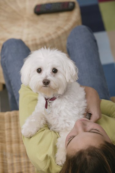 White shih sale poo