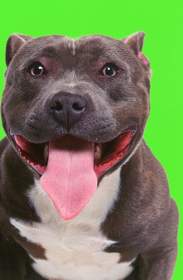 Images of blue nose hot sale pitbulls