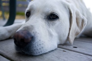 Close up of a white dog