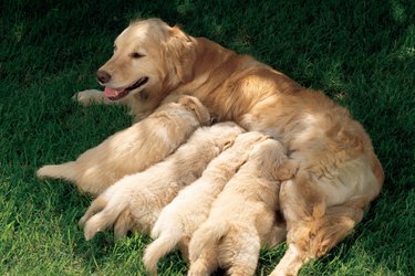 Feeding puppies outlet at 4 weeks