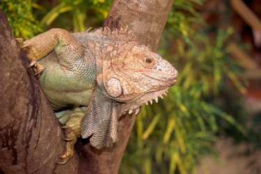 The Life Cycles of Iguanas | Cuteness