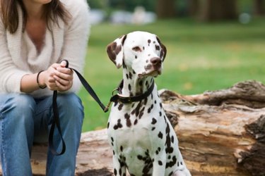 A woman holding a Dalmatian puppy on a leash outside