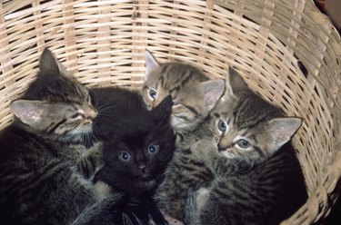 4 kittens in a basket