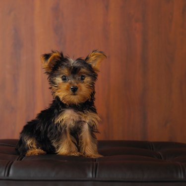 Yorkie puppy hot sale first haircut