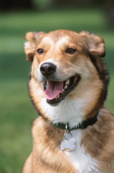 Closeup of a white and brown dog's face outside