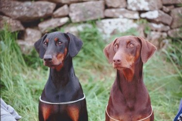 A brown and black Doberman next to each other outside