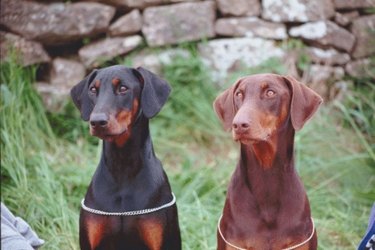 Full best sale breed doberman