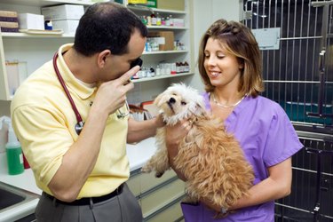 A woman holding a small dog while it is examined by a vet