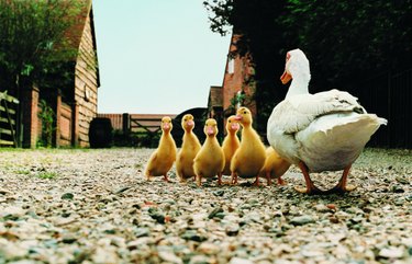 Baby pekins are yellow.