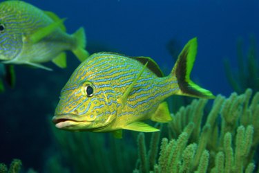 A tropical fish in a tank