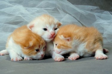 three orange kittens cuddling