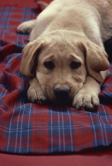 What Happens if You Give Dogs Styrofoam? | Cuteness