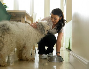 Fluffy white dog with woman putting a dog bowl on the floor.