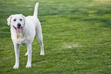 A large white dog standing on a green lawn