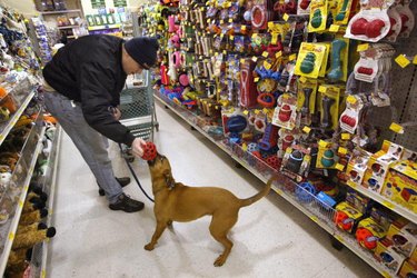 Dog in grocery store