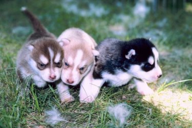 Three small puppies outside