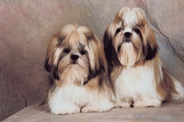 Two posing Shih Tzus