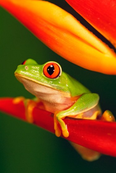 A colorful tree frog
