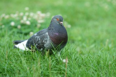 Pigeon in grass