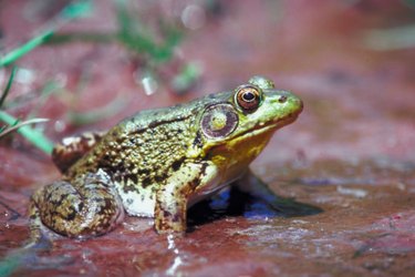 A frog outdoors in mud