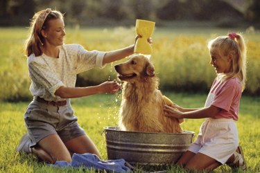 Two girls washing a dog outside in a metal washtub