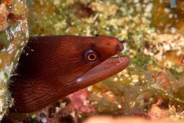 Head of moray eel peeking from behind a rock in a tank