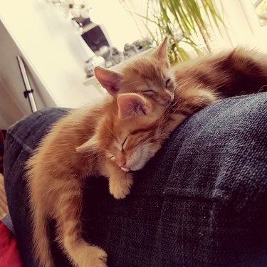 Close-Up Of Cats Sleeping On Sofa At Home