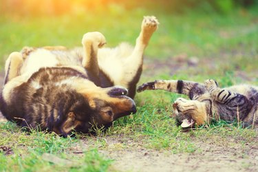 Dog and cat best friends playing together outdoor. Lying on the back on the grass.
