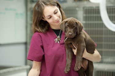 carrying a labrador puppy at the veterinarian's