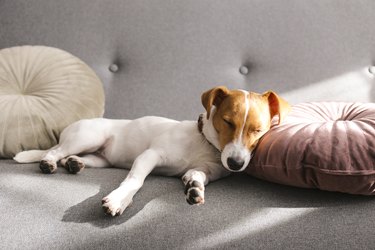 Funny small breed dog sleeping n the couch at home