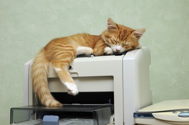 kitten sleeping on the printer