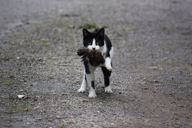 Cat with a bird