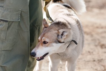 why do dogs love balls so much